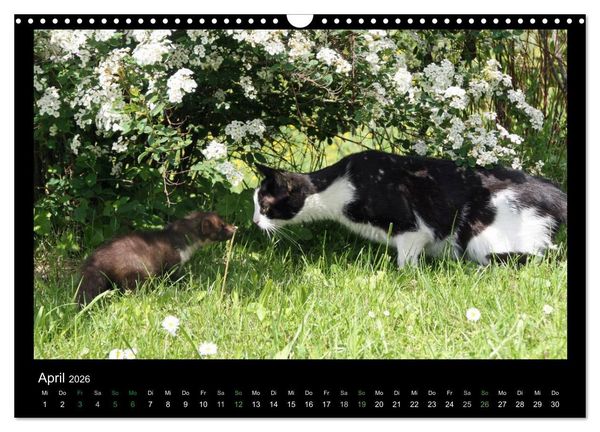 Produktbild: Marderkinder (Wandkalender 2026 DIN A3 quer), CALVENDO Monatskalender