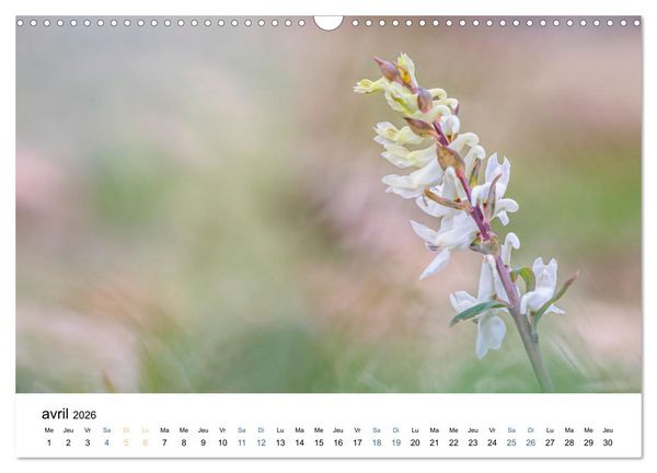 Produktbild: Fleurs po&eacute;tiques (Calendrier mural 2026 DIN A3 vertical), CALVENDO calendrier mensuel