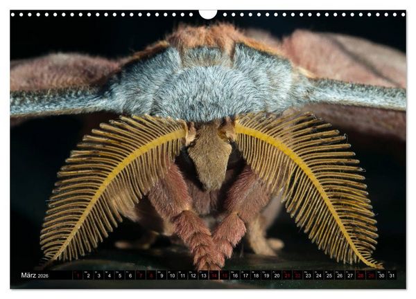 Produktbild: Kleinode der L&uuml;fte - Faszinierende tropische Schmetterlinge (Wandkalender 2026 DIN A3 quer), CALVENDO Monatskalender