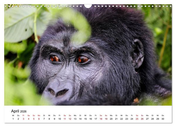 Produktbild: UGANDA - Berggorillas & Chimps (Wandkalender 2026 DIN A3 quer), CALVENDO Monatskalender