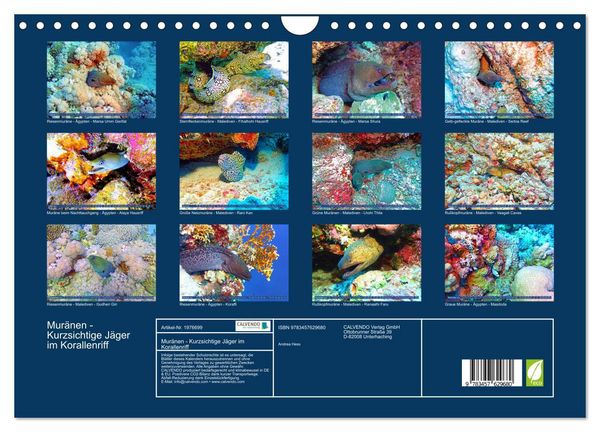 Produktbild: Mur&auml;nen - Kurzsichtige J&auml;ger im Korallenriff (Wandkalender 2026 DIN A4 quer), CALVENDO Monatskalender