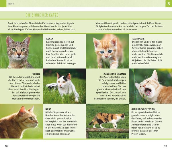 Produktbild: 300 Fragen zum Katzenverhalten
