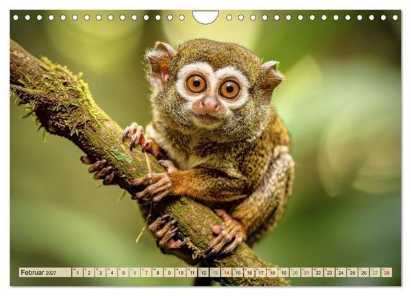 Produktbild: Die kleinsten Tiere - Weltweit (Wandkalender 2027 DIN A4 quer), CALVENDO Monatskalender