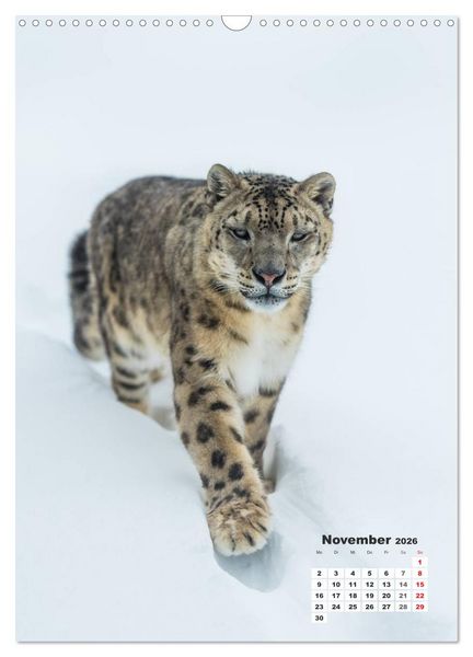 Produktbild: Emotionale Momente: Raubkatzen - die schnellen J&auml;ger. (Wandkalender 2026 DIN A3 hoch), CALVENDO Monatskalender