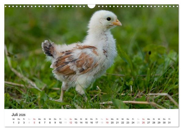 Produktbild: Bunte Welt des Bauernhofs (Wandkalender 2026 DIN A3 quer), CALVENDO Monatskalender