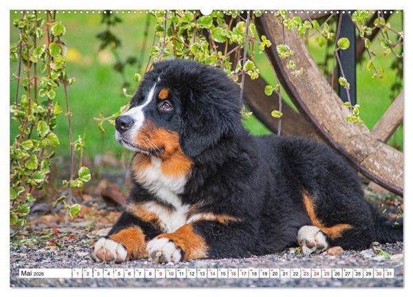 Produktbild: Berner Sennenhund - Eine Liebe f&uuml;r&acute;s Leben (hochwertiger Premium Wandkalender 2026 DIN A2 quer), Kunstdruck in Hochglanz