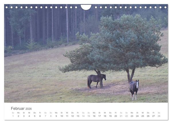 Produktbild: M&auml;rchenpferde (Wandkalender 2026 DIN A4 quer), CALVENDO Monatskalender