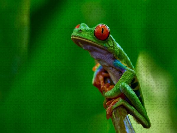 Produktbild: CALVENDO Puzzle Costa Rica - Rotaugenlaubfrosch | 2000 Teile Lege-Gr&ouml;&szlig;e 90x67cm Foto-Puzzle f&uuml;r gl&uuml;ckliche Stunden