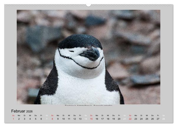 Produktbild: Tierleben in der Antarktis (Wandkalender 2026 DIN A2 quer), CALVENDO Monatskalender