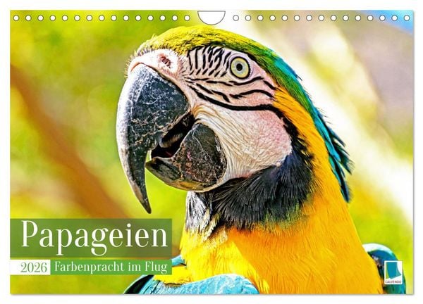Papageien: Farbenpracht im Flug (Wandkalender 2026 DIN A4 quer), CALVENDO Monatskalender