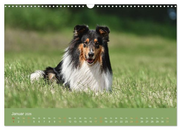 Produktbild: Fantastische Collies - Sieger der Herzen (Wandkalender 2026 DIN A3 quer), CALVENDO Monatskalender
