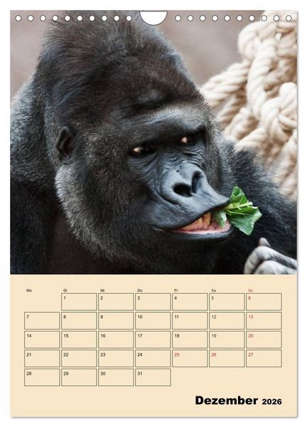 Produktbild: Gorillas (Wandkalender 2026 DIN A4 hoch), CALVENDO Monatskalender