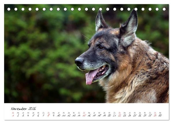 Produktbild: Deutsche Sch&auml;ferhunde - Liebenswerte Graunasen (Tischkalender 2026 DIN A5 quer), CALVENDO Monatskalender