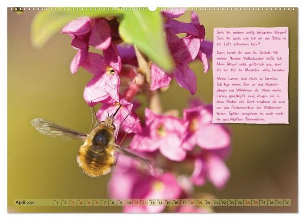 Produktbild: GEOclick Lernkalender: Insekten (Wandkalender 2026 DIN A2 quer), CALVENDO Monatskalender