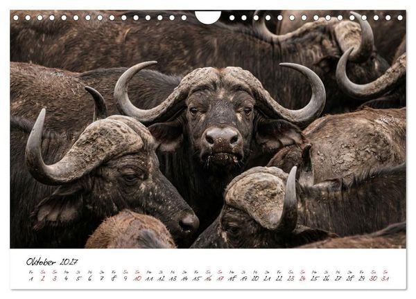 Produktbild: Better Together - Herdenmomente (Wandkalender 2027 DIN A4 quer), CALVENDO Monatskalender