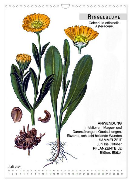 Produktbild: Heilpflanzen (Wandkalender 2026 DIN A3 hoch), CALVENDO Monatskalender