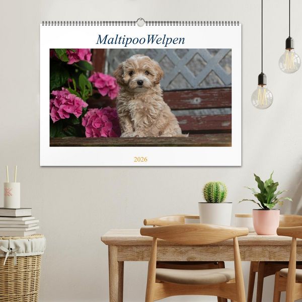 Produktbild: Maltipoo Welpen (Wandkalender 2026 DIN A2 quer), CALVENDO Monatskalender