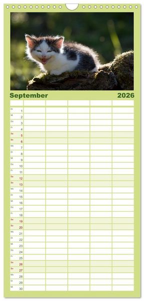 Produktbild: Familienplaner 2026 - L&auml;chelnd durchs Jahr - Katzenkinder -Familienplaner hoch mit 5 Spalten (Wandkalender, 21 x 45 cm) CALVENDO
