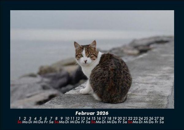 Produktbild: F&uuml;r Katzenfreunde 2026 Fotokalender DIN A5