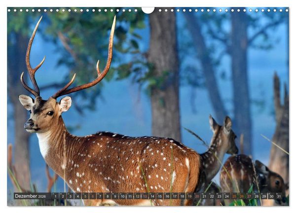 Produktbild: Tiere Indiens close up (Wandkalender 2026 DIN A3 quer), CALVENDO Monatskalender