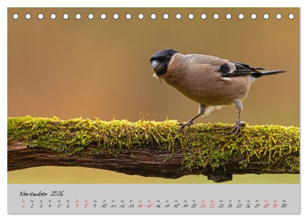 Produktbild: Bunte V&ouml;gel am Futterplatz (Tischkalender 2026 DIN A5 quer), CALVENDO Monatskalender