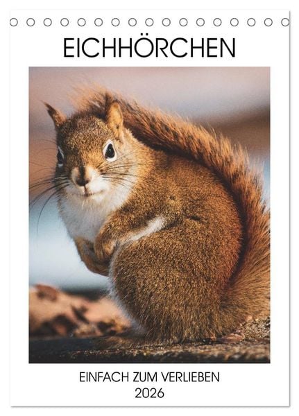 Produktbild: Eichh&ouml;rnchen - Einfach zum Verlieben (Tischkalender 2026 DIN A5 hoch), CALVENDO Monatskalender
