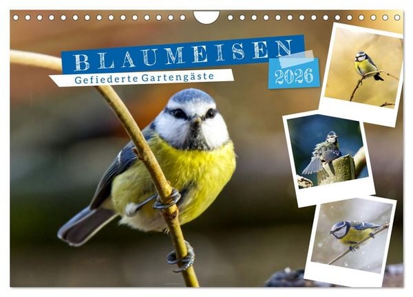 Produktbild: Gefiederte Garteng&auml;ste, Blaumeisen (Wandkalender 2026 DIN A4 quer), CALVENDO Monatskalender