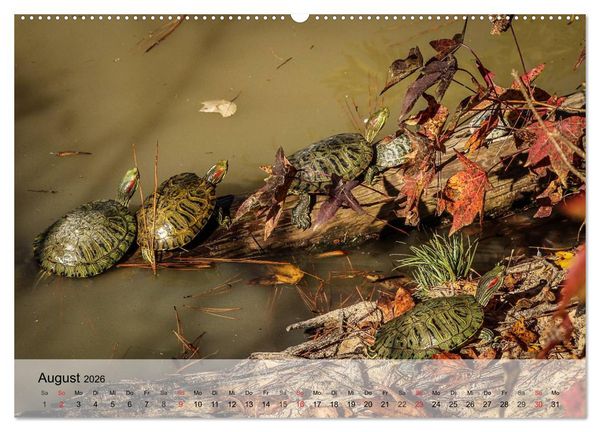 Produktbild: Kleine Reptilien (Wandkalender 2026 DIN A2 quer), CALVENDO Monatskalender