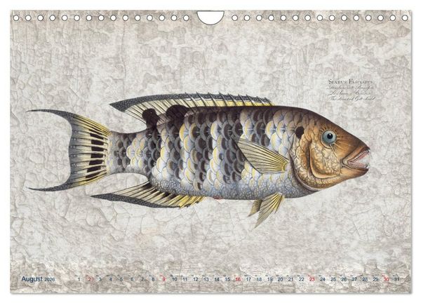 Produktbild: Antike Fischillustrationen nach Marcus Elieser Bloch (Wandkalender 2026 DIN A4 quer), CALVENDO Monatskalender