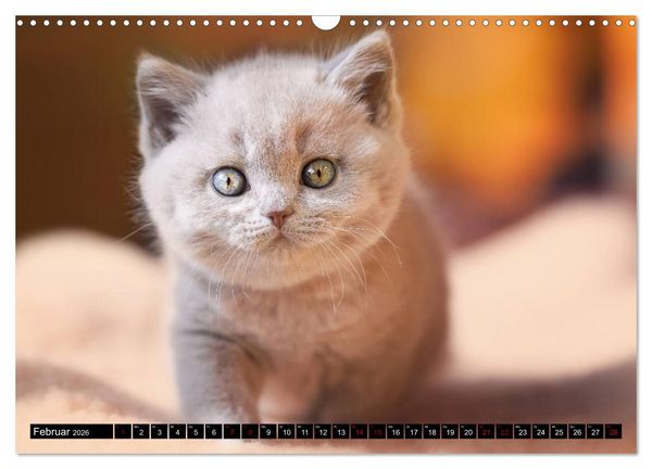 Produktbild: Niedliche BKH Katzenkinder (Wandkalender 2026 DIN A3 quer), CALVENDO Monatskalender
