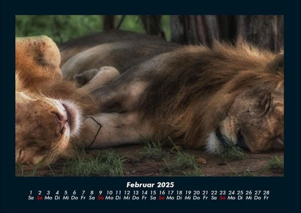 Produktbild: L&ouml;wen in der Wildnis 2025 Fotokalender DIN A4
