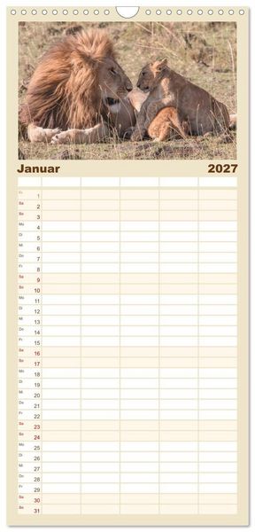 Produktbild: Familienplaner 2027 - L&ouml;wen - Raubkatzen Afrikas mit 5 Spalten (Wandkalender, 21 x 45 cm) CALVENDO