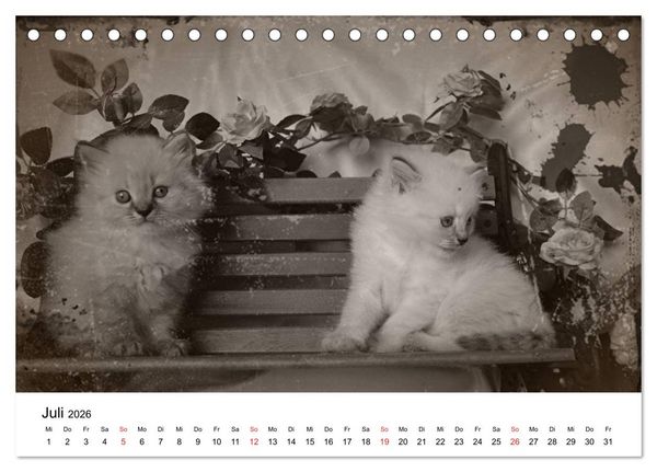 Produktbild: Oma's Katzenkalender 2026 (Tischkalender 2026 DIN A5 quer), CALVENDO Monatskalender
