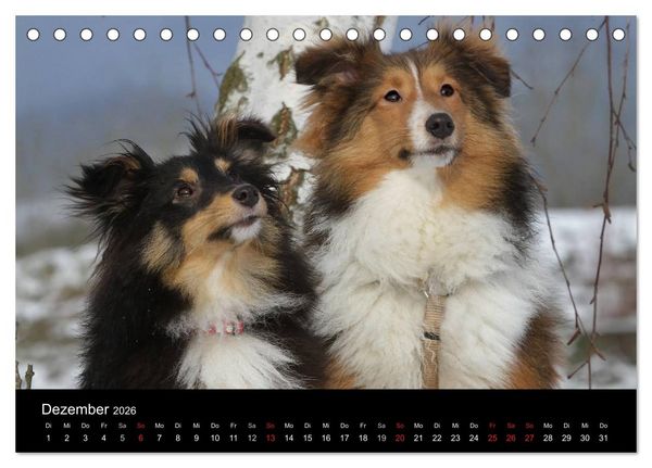 Produktbild: Shelties 2026 (Tischkalender 2026 DIN A5 quer), CALVENDO Monatskalender