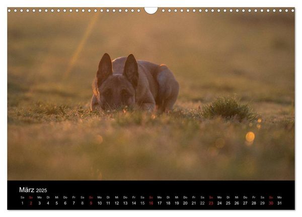Belgische Schäferhunde - Der Malinois im Licht (Wandkalender 2025 DIN A3 quer), CALVENDO Monatskalender