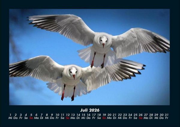Produktbild: M&ouml;wen 2026 Fotokalender DIN A4