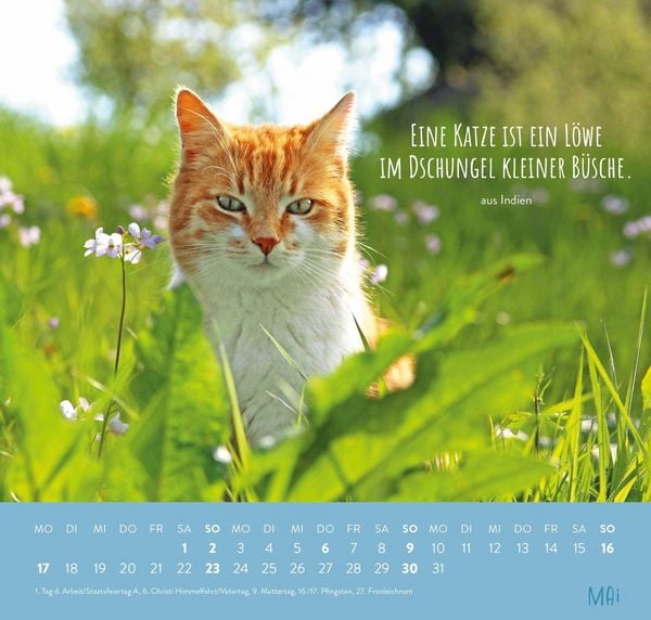 Produktbild: Wandkalender 2027: F&uuml;r Katzenfreunde