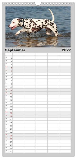 Produktbild: Familienplaner 2027 - Gefleckte Freunde - Hunderasse Dalmatiner mit 5 Spalten (Wandkalender, 21 x 45 cm) CALVENDO
