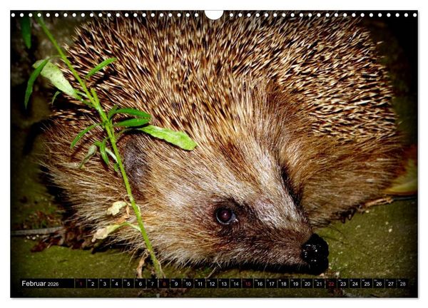 Produktbild: Meine Igel (Wandkalender 2026 DIN A3 quer), CALVENDO Monatskalender