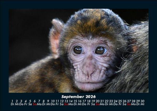Produktbild: Tierkalender 2026 Fotokalender DIN A5