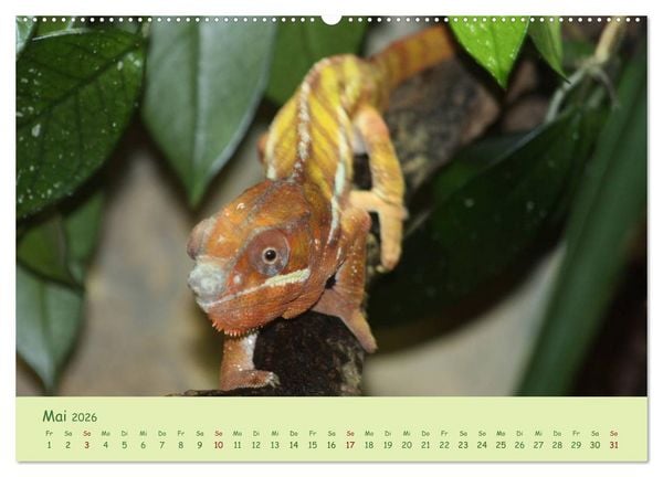 Produktbild: Augenblicke der Cham&auml;leons (hochwertiger Premium Wandkalender 2026 DIN A2 quer), Kunstdruck in Hochglanz