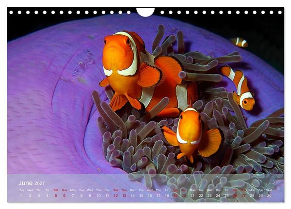 Produktbild: Anemonefish - always busy - always on the move (Wall Calendar 2027 DIN A4 landscape), CALVENDO 12 Month Wall Calendar