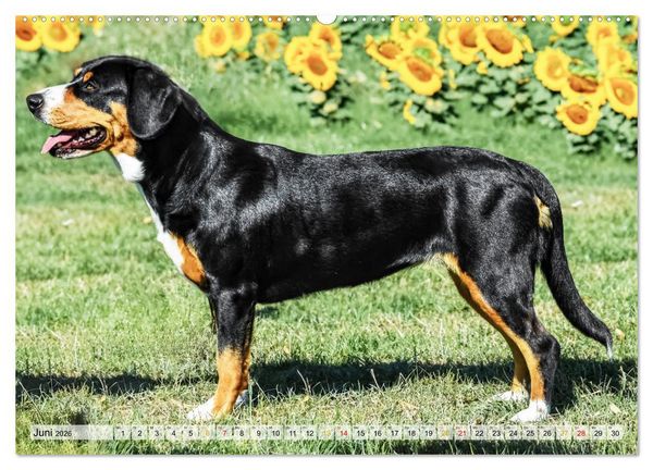 Produktbild: Entlebucher - Temperamentvolle Schweizer Sennenhunde (hochwertiger Premium Wandkalender 2026 DIN A2 quer), Kunstdruck in Hochglanz