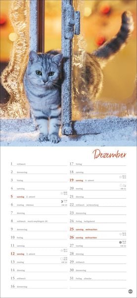 Produktbild: Katzen slim - Auf sanften Pfoten Kalender 2027