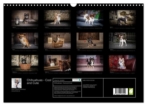 Produktbild: Chihuahuas - Cool and Cute (Wandkalender 2026 DIN A3 quer), CALVENDO Monatskalender
