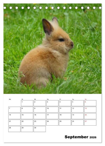 Produktbild: Kaninchen Terminplaner (Tischkalender 2026 DIN A5 hoch), CALVENDO Monatskalender