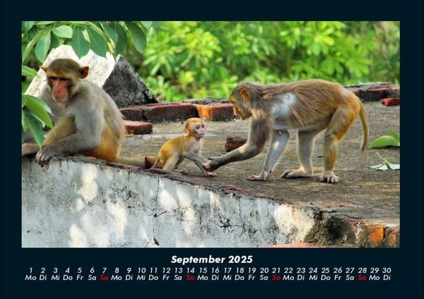 Produktbild: Welt der Affen 2025 Fotokalender DIN A4
