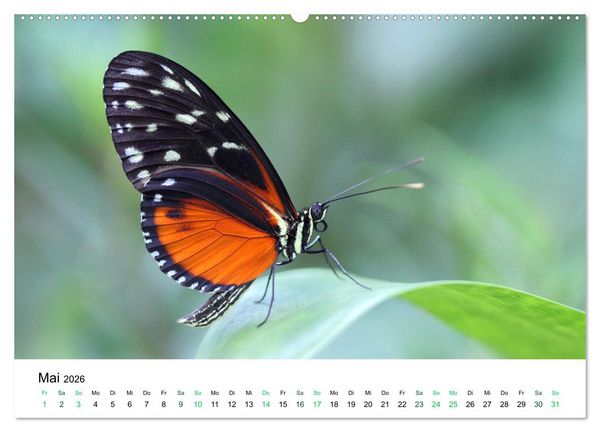 Produktbild: Costa Rica - Tropische Tierwelt (Wandkalender 2026 DIN A2 quer), CALVENDO Monatskalender