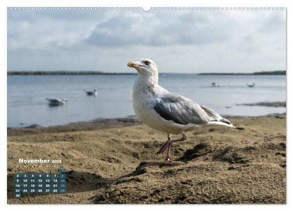 Produktbild: M&ouml;wen frech und witzig (hochwertiger Premium Wandkalender 2026 DIN A2 quer), Kunstdruck in Hochglanz