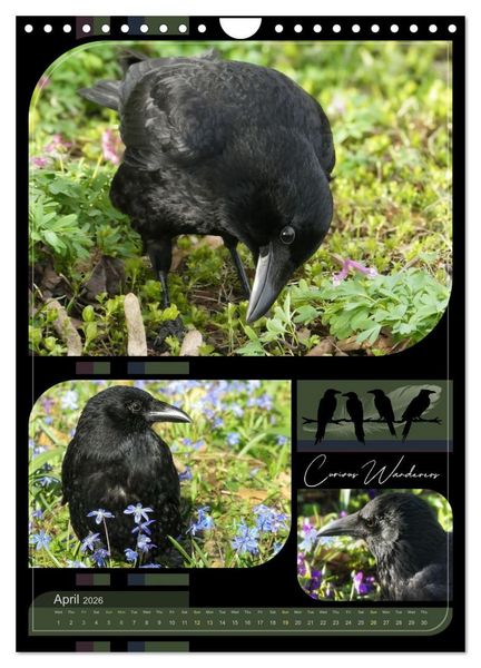 Produktbild: Crows - Through the Seasons (Wall Calendar 2026 DIN A4 portrait), CALVENDO 12 Month Wall Calendar